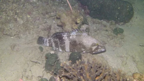 Close-up of poisonous fish with warts in midst of underwater coral formations. Stock Footage 235598531