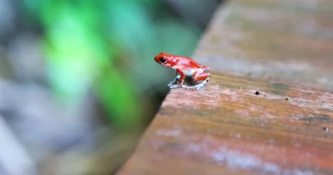 Close Up of a poisonous red frog at red frog beach in Panama Stock Footage 205323895