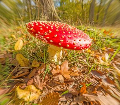 Close up of a poisonous toadstool in a German forest 스톡 사진