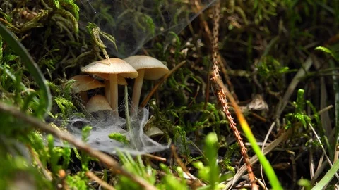 Close-up of poisonous toadstools growing in sunny forest meadow. Wind blowing Видео 123272690