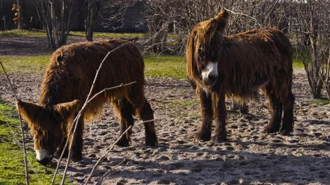 Close up of Poitou donkey Stock Footage 234163092
