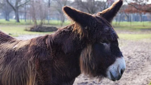 Close up of Poitou donkey mule Stock Footage 236701816