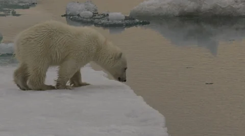 Close on Polar Bear Cub at edge of sea ice Stock Footage 61156534