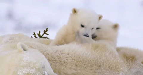 Close up of Polar Bear cub playing on top of sow. Cub places paw on other cubs Stock Footage 65478339