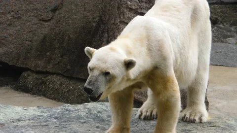 Close up of Polar bear Stock Footage 135065958
