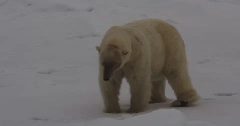 Close on Polar Bear as it defecates on sea ice Stock Footage 61011710