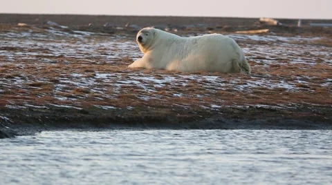 Close up of polar bear looking around Stock Footage 46971336