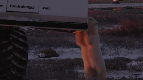 Close on polar bear standing up against tundra buggy at sunset walks away Stock Footage 65062776