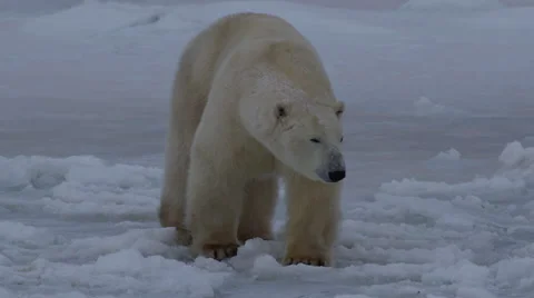 Close on polar bear walking straight on across jumbled ice at dawn Stock Footage 67556116
