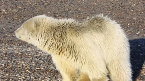 Close up of polar bears cubs Stock Footage 47005447