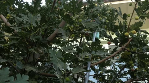 Close-up of a pole with a container picking figs from a tree Stock Footage 161018173