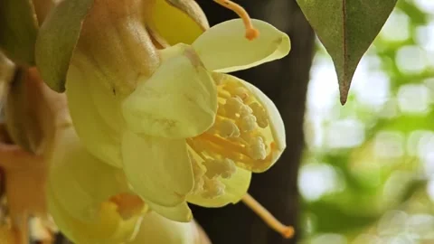 Close up of Pollen of Durian Flower. Stock Footage 310107069