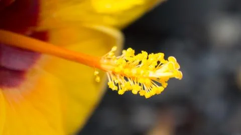 Close up pollen Stock Photos