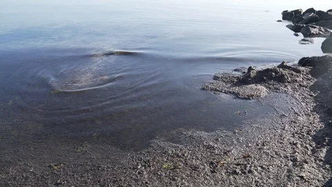 CLOSE-UP of a polluted beach with algaes. Stock Footage 114963989