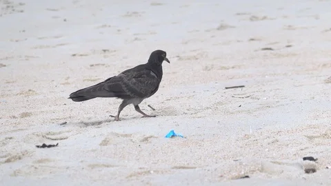 Close up. Pollution. POV. Walking along the dirty beach with the pigeons. Stock Footage 120052635