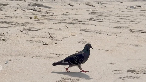 Close up. Pollution. POV. Walking along the dirty beach with the pigeon. Stock Footage 120090268