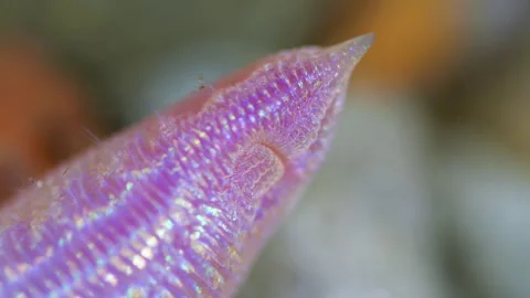 Close-up of a Polychaeta worm, Ophelia limacina, phylum Annelida Stock Footage 296043403