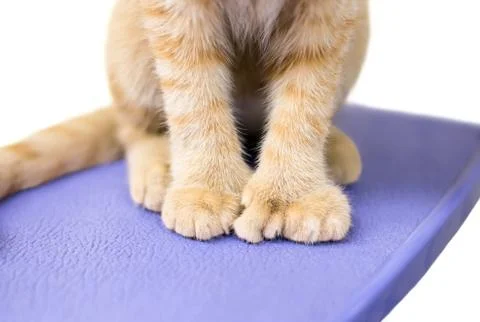Close up of a polydactyl cat's extra toes Stock Photos