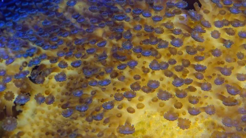 Close-up of polyps. Colorfull natural background Video stock 129611198