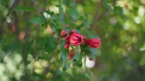 Close Up of Pomegranate Flower Buds Stock Footage 333030280