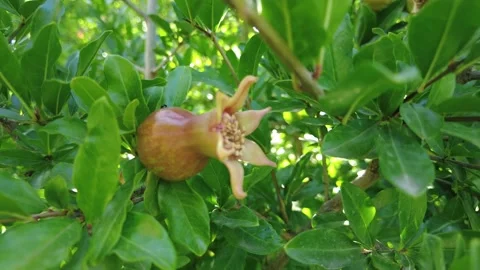 Close-up of pomegranate flower forming fruit among green leaves Stock Footage 220161166
