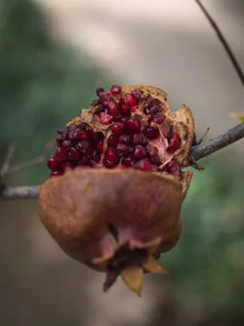 Close up of Pomegranate fruit. Stock Photos