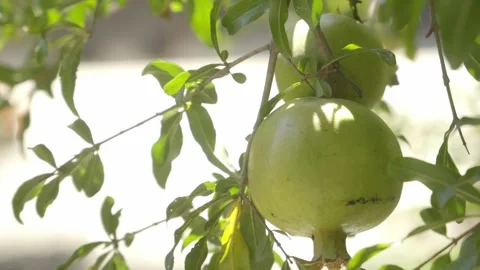 Close Up a Pomegranate hanging on a tree. Stock Footage 272184502