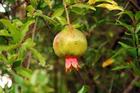 Close-up of a pomegranate on tree Stock Photos