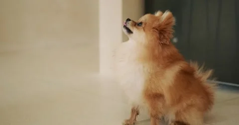 Close-up of a Pomeranian Spitz puppy learning the sit command. The dog sits down Stockbeeldmateriaal 287729978