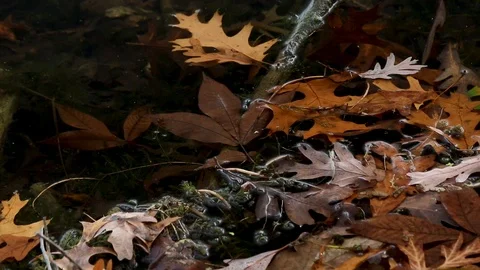 Close Up Pond Video stock 94312330