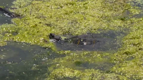 A close up of a pond Stock Footage 155356896