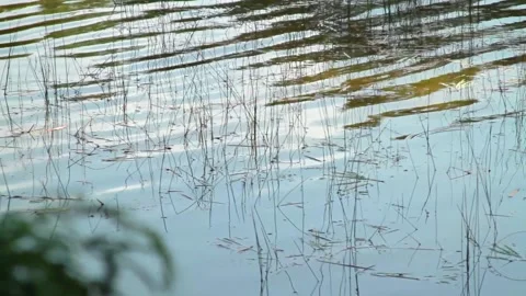 A close up of a pond Stock Footage 155590241