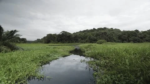 A close up of a pond Stock Footage 156013630