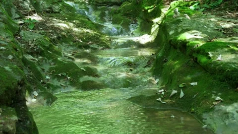 A close up of a pond Vidéo 156846114