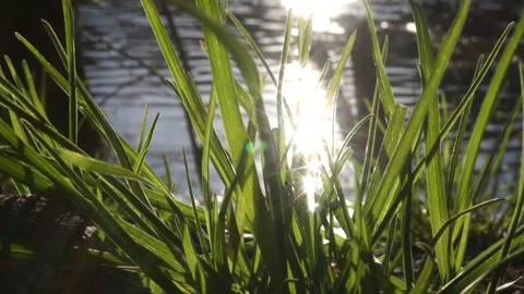 CLOSE UP POND GRASS Stock Footage 194452855
