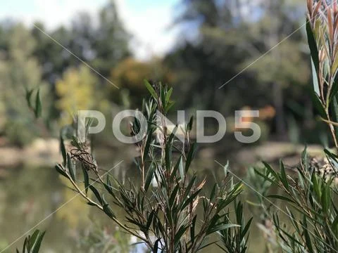 Close up at pond Picton Stock Photos