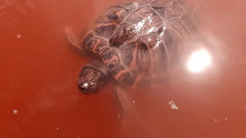 Close up of Pond Slider floats on the surface of red water at very large algae Stock Footage 300386583
