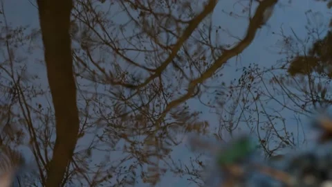 Close up of a Pond surface reflecting tree canopies. Calm, meditative mood Stock Footage 217873090