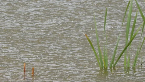 Close up pond weeds during sun shower, rain falls onto pond in slo mo 库存影片 336756064
