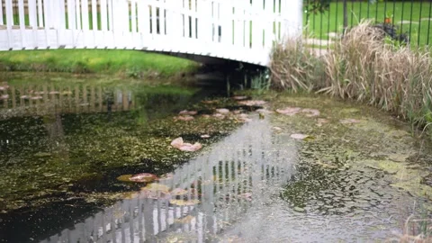 Close up of a pond with a white bridge in the frame Stock Footage 278047351