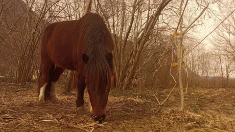 Close-up of poney grazing Vídeo Stock 272729886