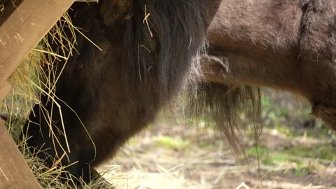 Close up of pony  Stock Footage 242121684