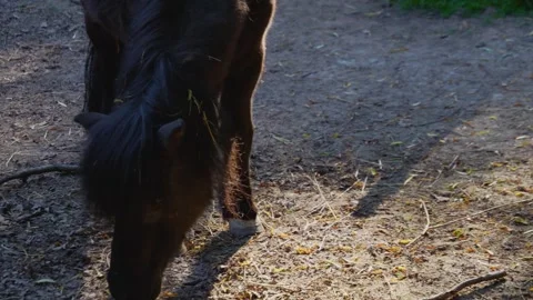Close up pony Stock Footage 242763009