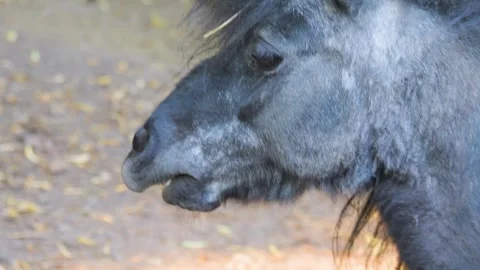 Close up of Pony Stock Footage 243251860