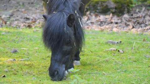 Close up of Pony Stock Footage 243252160