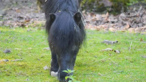 Close up of Pony Stock Footage 243348066