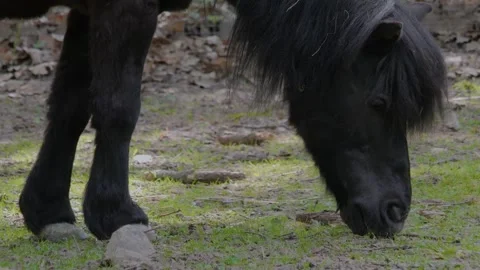 Close up of pony  Stock Footage 260411419