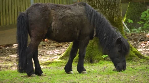 Close up of pony, Stock Footage 260528259