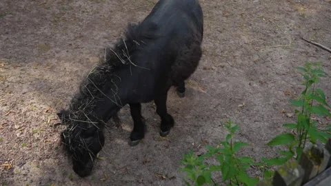 Close up of pony  Stock Footage 277296792