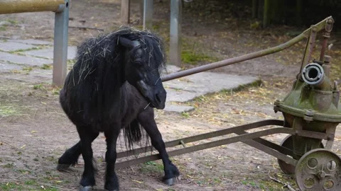 Close up of pony  Stock Footage 277296830